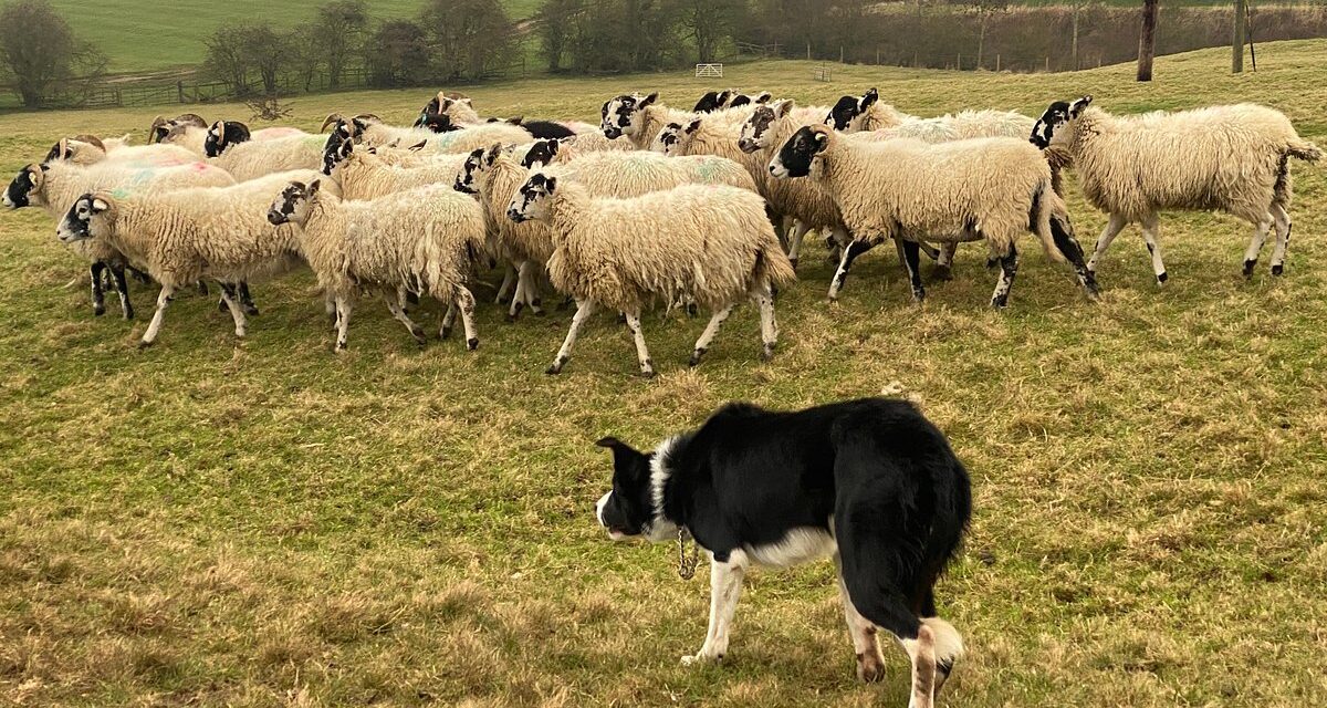 Elites in Power: And the Use of the Modern-Day Sheepdog