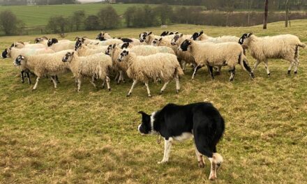 Elites in Power: And the Use of the Modern-Day Sheepdog