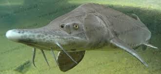 Siberian Sturgeon Acipenser baerii